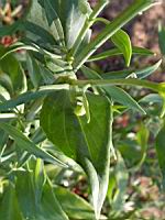 Valeriane, Centranthus ruber (en Corse) (2) (Photo F. Mrugala)